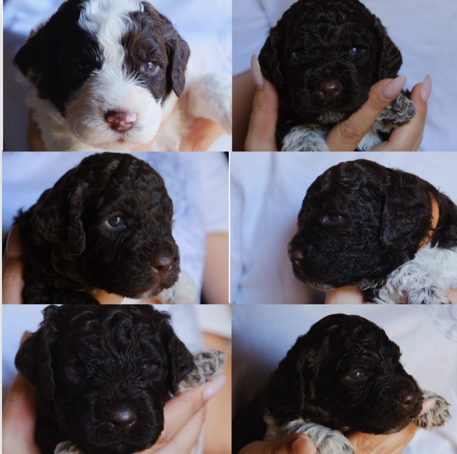 Chiot Lagotto Romagnolo Della Luna E Del Sole