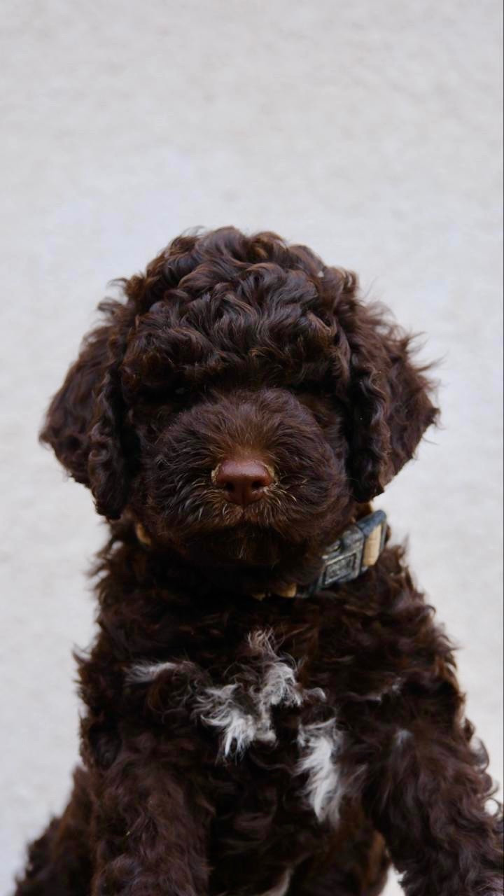 Della Luna E Del Sole - Chiots disponibles - Lagotto Romagnolo