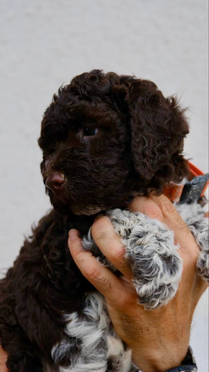 Della Luna E Del Sole - Chiots disponibles - Lagotto Romagnolo