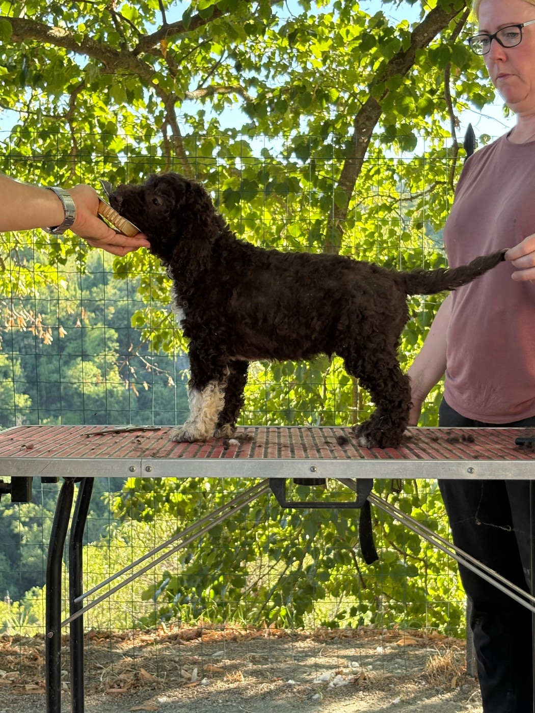 Della Luna E Del Sole - Chiots disponibles - Lagotto Romagnolo