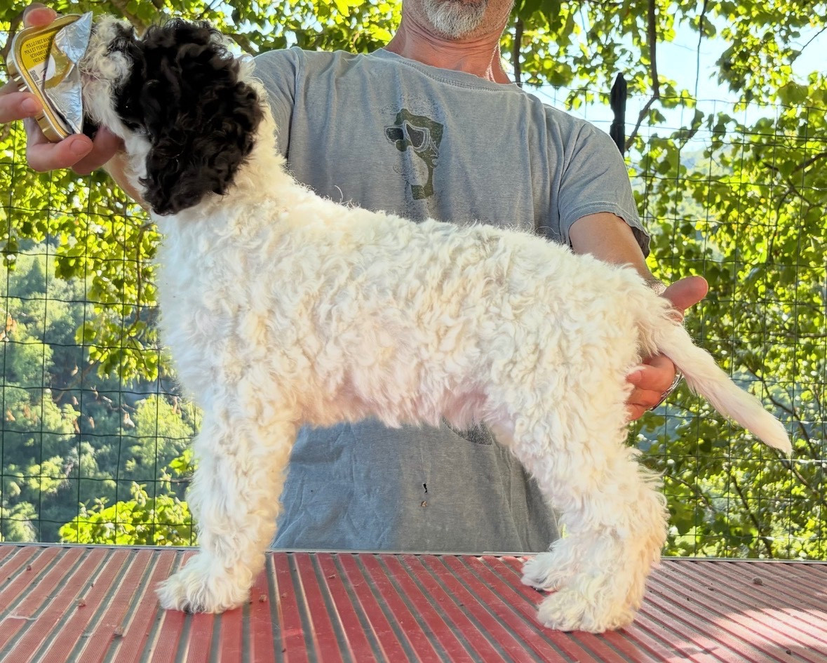Della Luna E Del Sole - Chiots disponibles - Lagotto Romagnolo