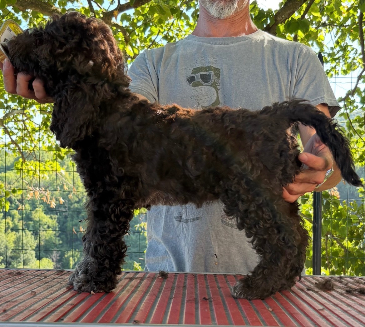 Della Luna E Del Sole - Chiots disponibles - Lagotto Romagnolo